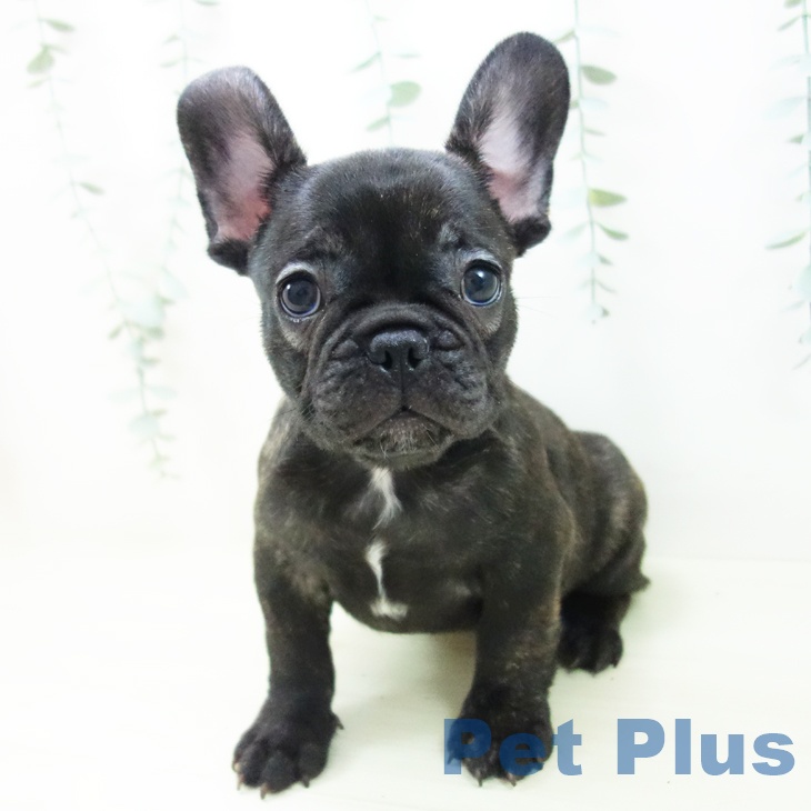 愛知県のフレンチブルドッグ (ペットプラス 名古屋茶屋店/2025年11月10日生まれ/男の子/ブリンドル)の子犬の2枚目の画像