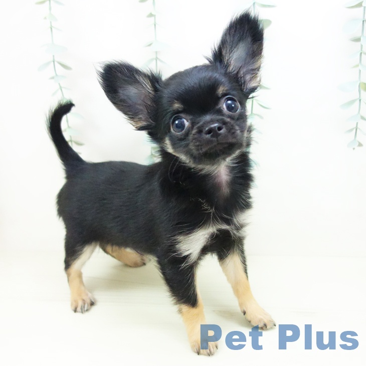 石川県のチワワ(ロング) (ペットプラス 新小松店/2025年11月8日生まれ/男の子/ブラックタン)の子犬の1枚目の画像