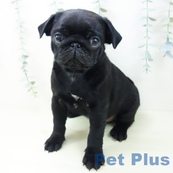 石川県のパグ (ペットプラス 白山店/2025年11月8日生まれ/男の子/ブラック)の子犬の1枚目の画像