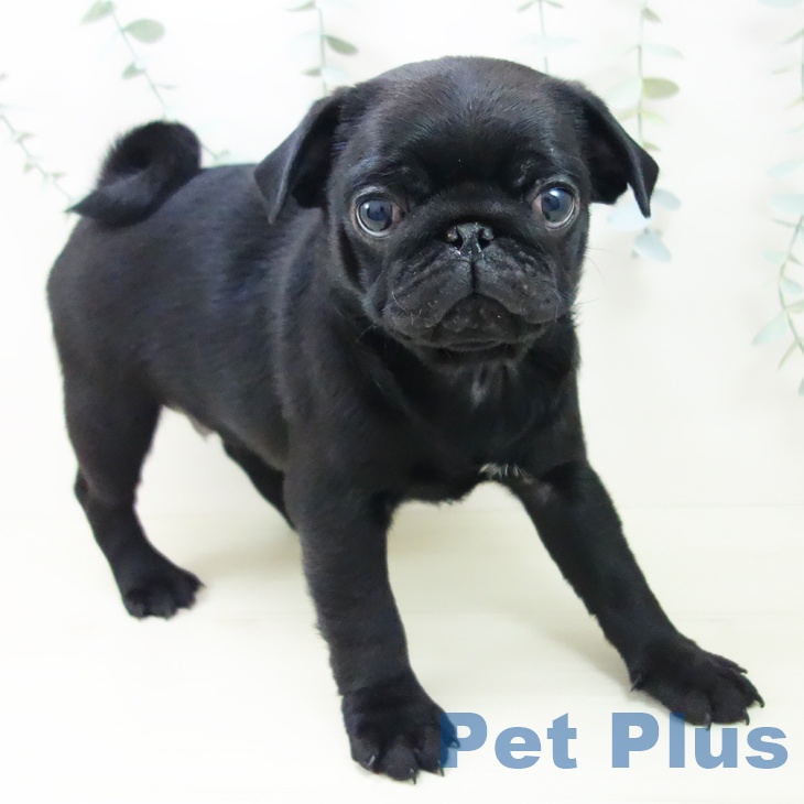 石川県のパグ (ペットプラス 白山店/2025年11月8日生まれ/男の子/ブラック)の子犬の2枚目の画像