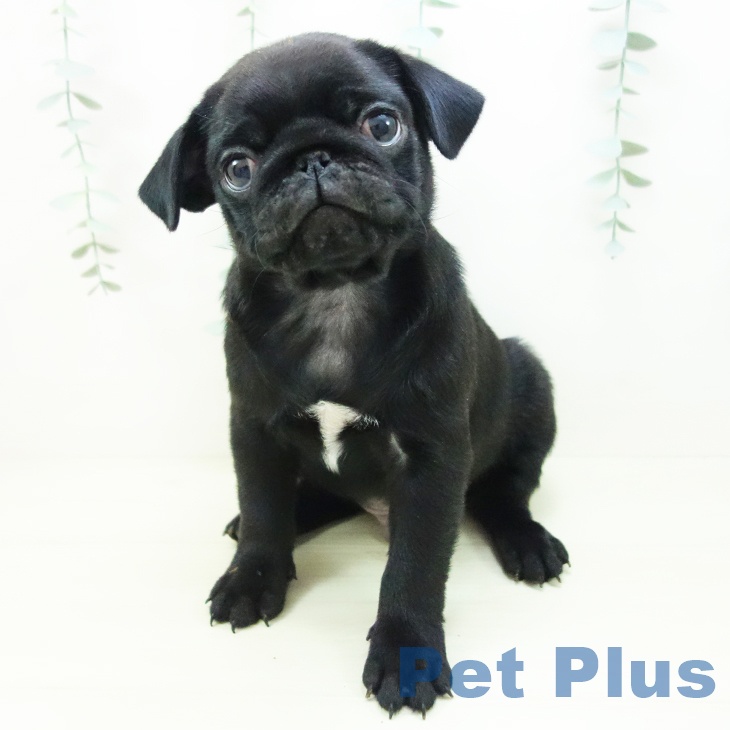 愛知県のパグ (ペットプラス イオンモール長久手店/2025年11月8日生まれ/男の子/ブラック)の子犬の1枚目の画像
