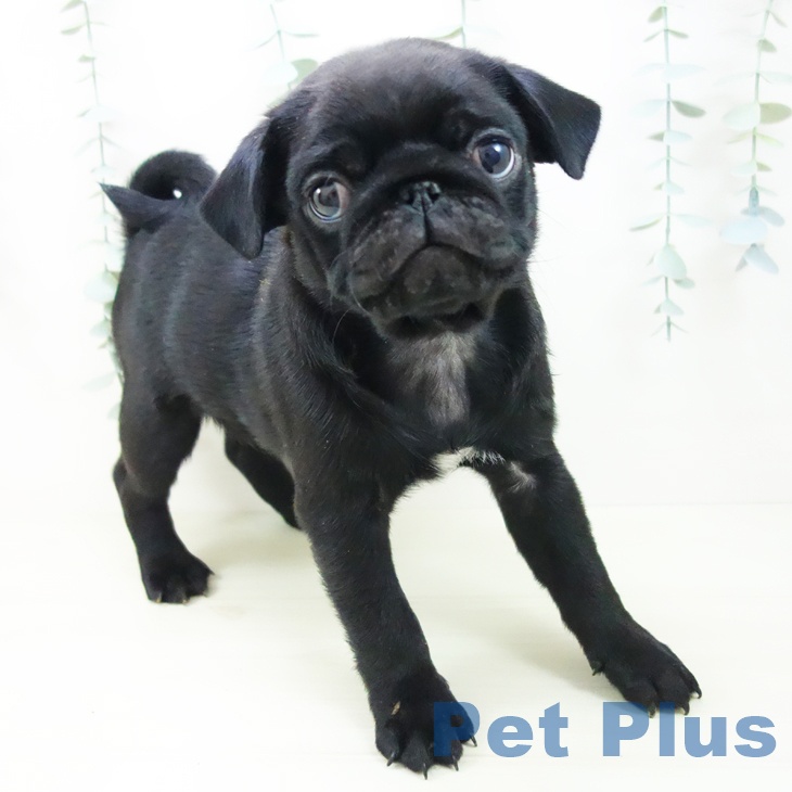 愛知県のパグ (ペットプラス イオンモール長久手店/2025年11月8日生まれ/男の子/ブラック)の子犬の2枚目の画像