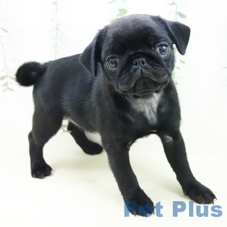 愛知県のパグ (ペットプラス 岡崎店/2025年11月8日生まれ/女の子/ブラック)の子犬の1枚目の画像