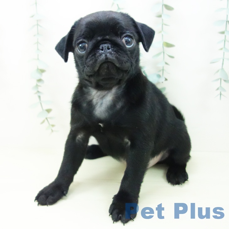 愛知県のパグ (ペットプラス 岡崎店/2025年11月8日生まれ/女の子/ブラック)の子犬の2枚目の画像