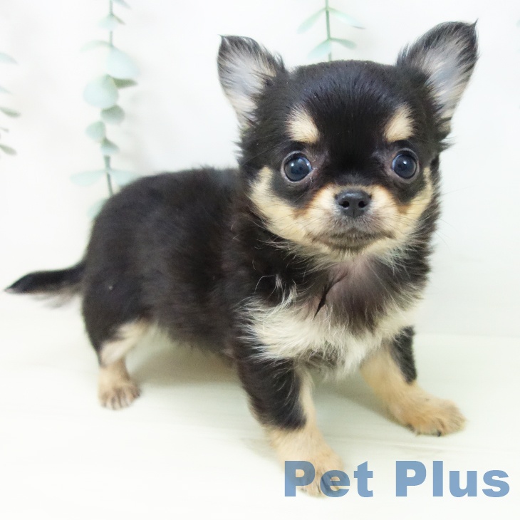 愛知県のチワワ(ロング) (ペットプラス 岡崎店/2025年11月8日生まれ/女の子/ブラックタン)の子犬の1枚目の画像