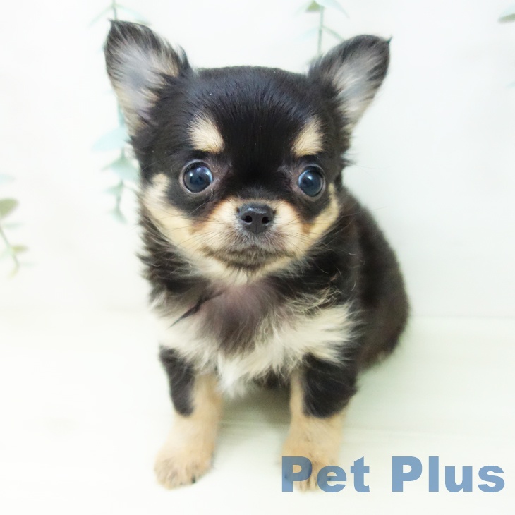 愛知県のチワワ(ロング) (ペットプラス 岡崎店/2025年11月8日生まれ/女の子/ブラックタン)の子犬の2枚目の画像