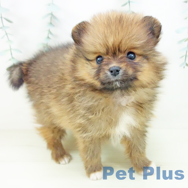 愛知県のポメラニアン (ペットプラス 三好店/2025年11月3日生まれ/女の子/オレンジ)の子犬の1枚目の画像