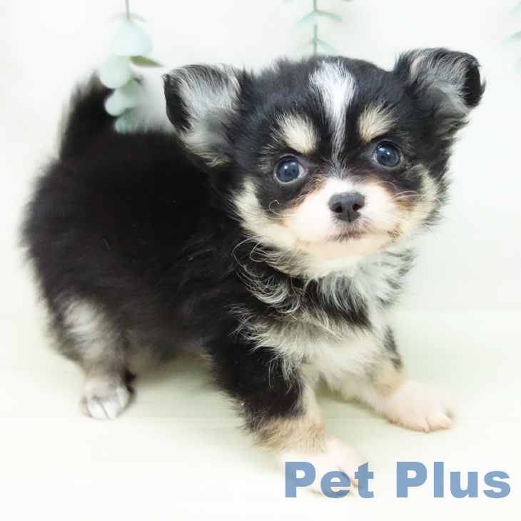 愛知県のチワワ(ロング) (ペットプラス mozoワンダーシティ店/2025年11月10日生まれ/男の子/ブラックタンホワイト)の子犬の1枚目の画像