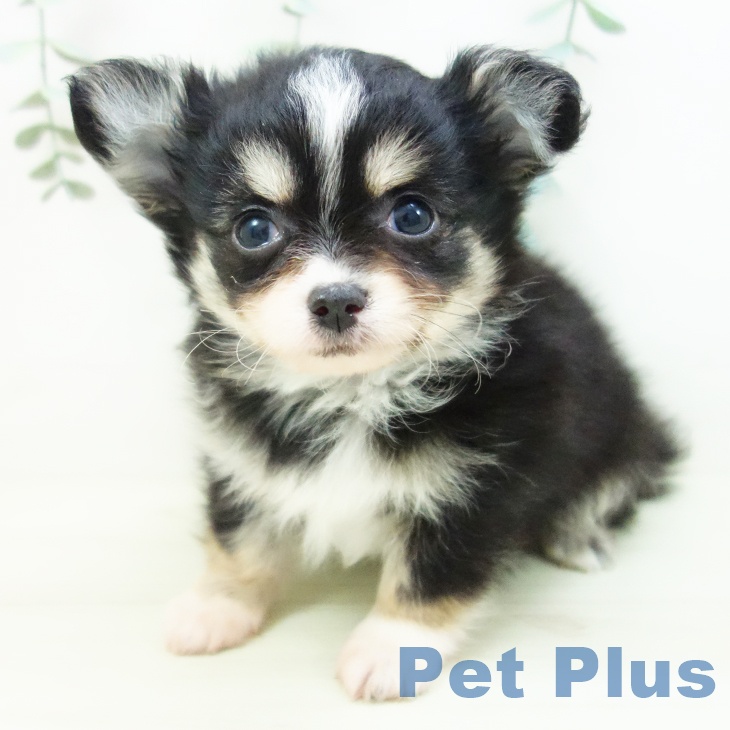 愛知県のチワワ(ロング) (ペットプラス mozoワンダーシティ店/2025年11月10日生まれ/男の子/ブラックタンホワイト)の子犬の2枚目の画像