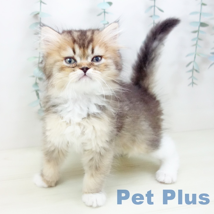 愛知県のスコティッシュフォールド (ペットプラス イオンモール豊川店/2025年11月12日生まれ/男の子/ブラウンタビーホワイト)の子猫の1枚目の画像