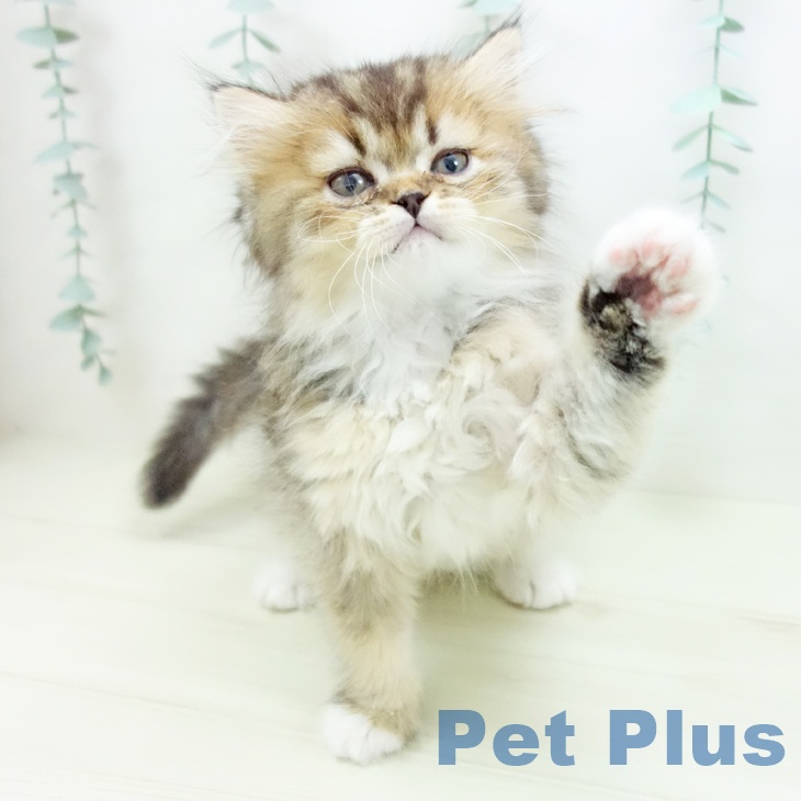 愛知県のスコティッシュフォールド (ペットプラス イオンモール豊川店/2025年11月12日生まれ/男の子/ブラウンタビーホワイト)の子猫の2枚目の画像