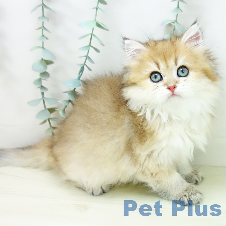 愛知県のスコティッシュフォールド (ペットプラス 豊橋牧野店/2025年11月12日生まれ/女の子/シェーデットゴールデン)の子猫の2枚目の画像
