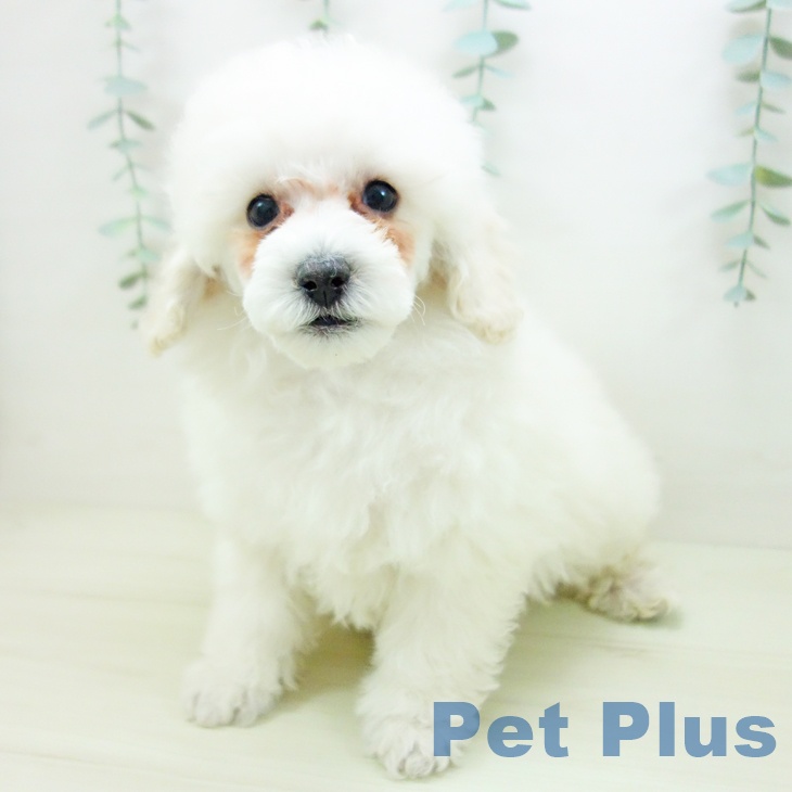 愛知県のトイプードル(トイ) (ペットプラス イオンモール豊川店/2025年11月10日生まれ/男の子/ホワイト)の子犬の1枚目の画像