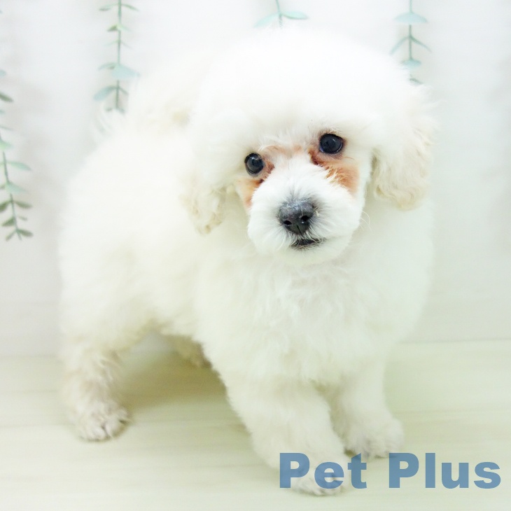 愛知県のトイプードル(トイ) (ペットプラス イオンモール豊川店/2025年11月10日生まれ/男の子/ホワイト)の子犬の2枚目の画像