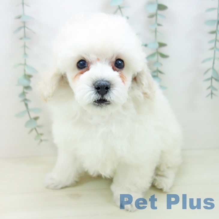 三重県のトイプードル(トイ) (ペットプラス 鈴鹿店/2025年11月10日生まれ/男の子/ホワイト)の子犬の1枚目の画像