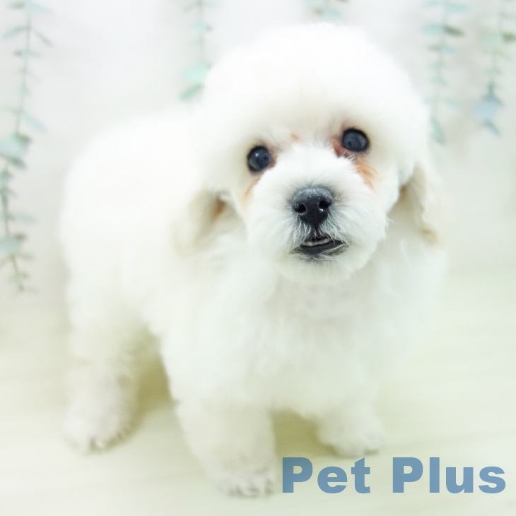 三重県のトイプードル(トイ) (ペットプラス 鈴鹿店/2025年11月10日生まれ/男の子/ホワイト)の子犬の2枚目の画像