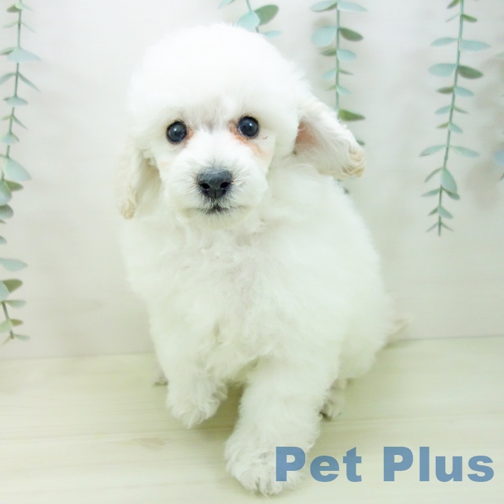 愛知県のトイプードル(トイ) (ペットプラス みなと店/2025年11月10日生まれ/男の子/ホワイト)の子犬の1枚目の画像