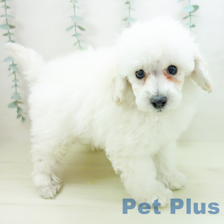 愛知県のトイプードル(トイ) (ペットプラス みなと店/2025年11月10日生まれ/男の子/ホワイト)の子犬の2枚目の画像