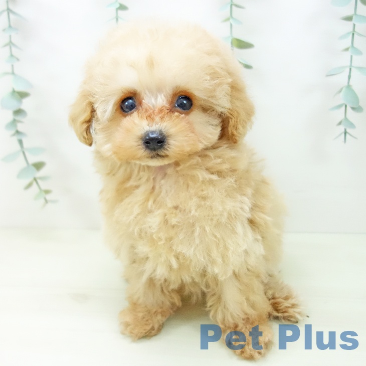 愛知県のトイプードル(トイ) (ペットプラス イオンモール長久手店/2025年11月1日生まれ/女の子/ペールフォーン)の子犬の1枚目の画像