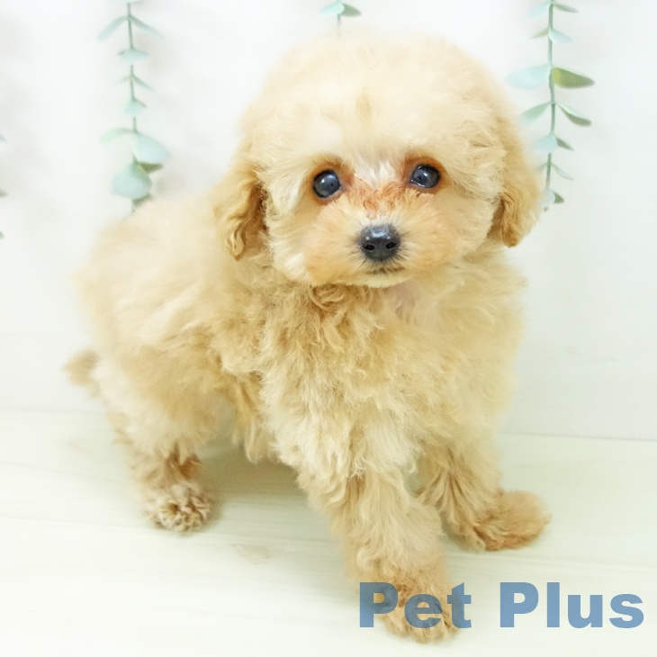 愛知県のトイプードル(トイ) (ペットプラス イオンモール長久手店/2025年11月1日生まれ/女の子/ペールフォーン)の子犬の2枚目の画像
