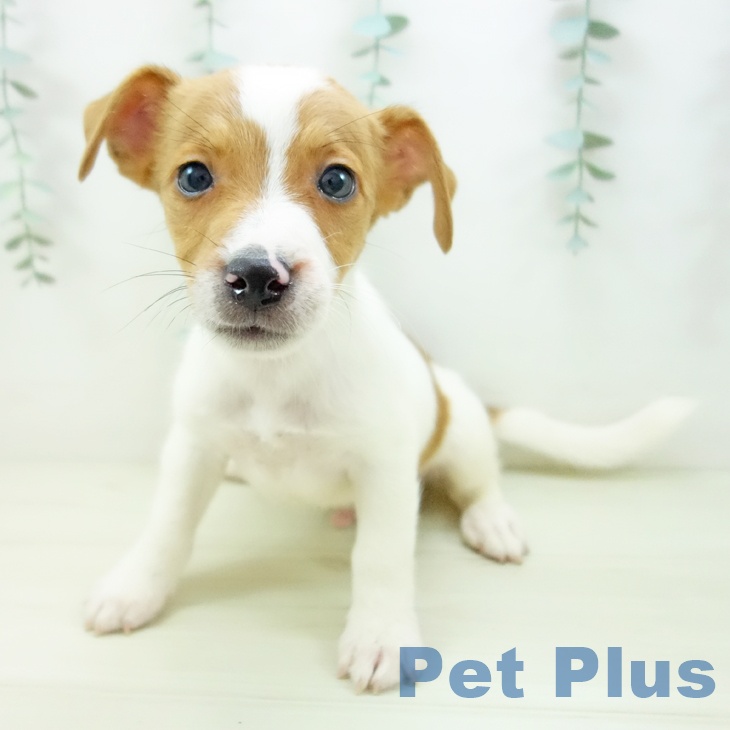 茨城県のジャックラッセルテリア (ペットプラス つくば店/2025年11月10日生まれ/男の子/ホワイトタン)の子犬の1枚目の画像