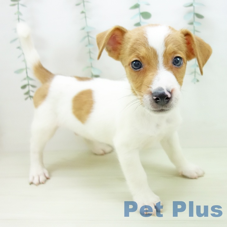 茨城県のジャックラッセルテリア (ペットプラス つくば店/2025年11月10日生まれ/男の子/ホワイトタン)の子犬の2枚目の画像
