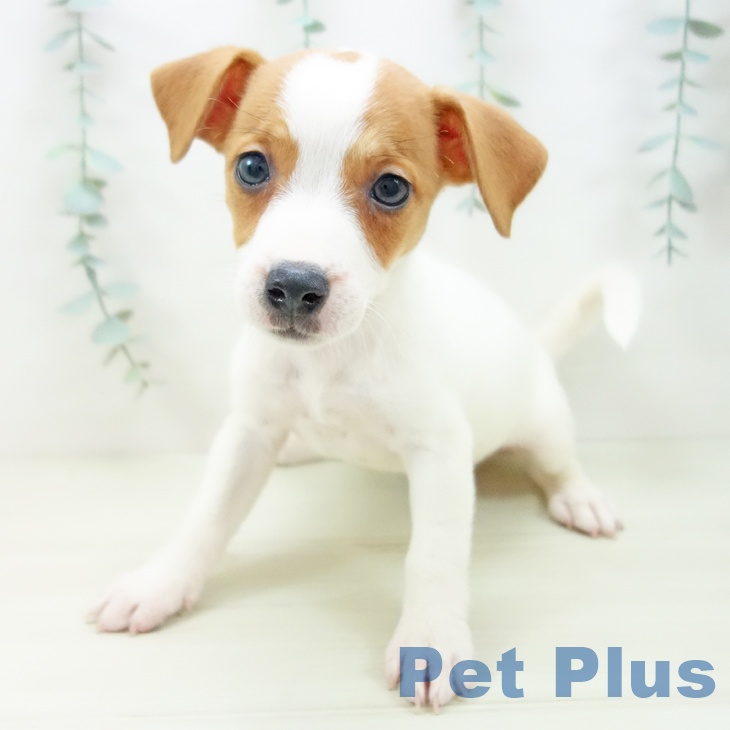 愛知県のジャックラッセルテリア (ペットプラス ナゴヤドーム前店/2025年11月10日生まれ/女の子/ホワイトタン)の子犬の1枚目の画像