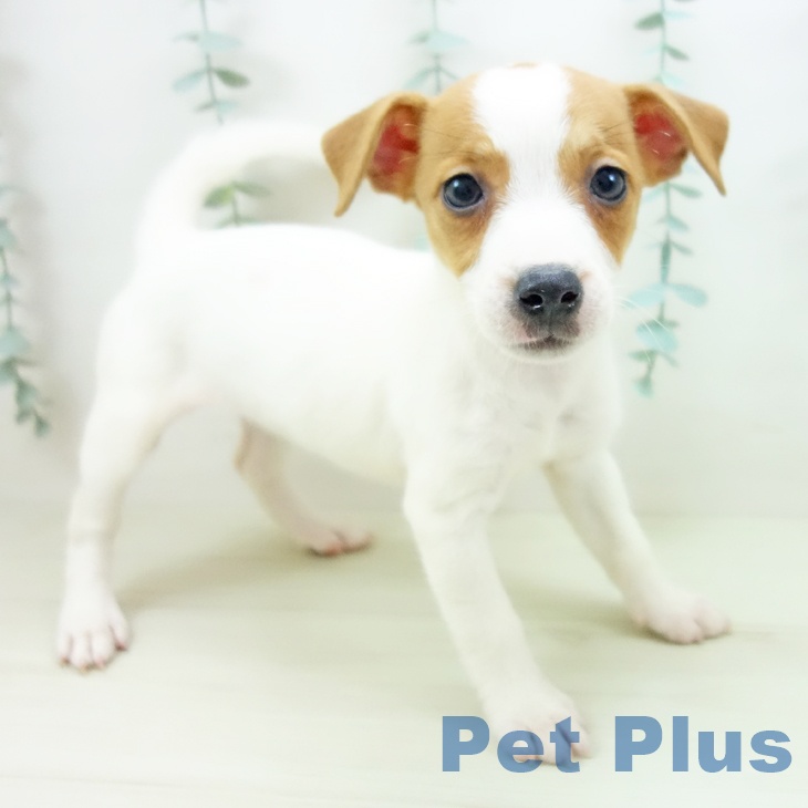 愛知県のジャックラッセルテリア (ペットプラス ナゴヤドーム前店/2025年11月10日生まれ/女の子/ホワイトタン)の子犬の2枚目の画像