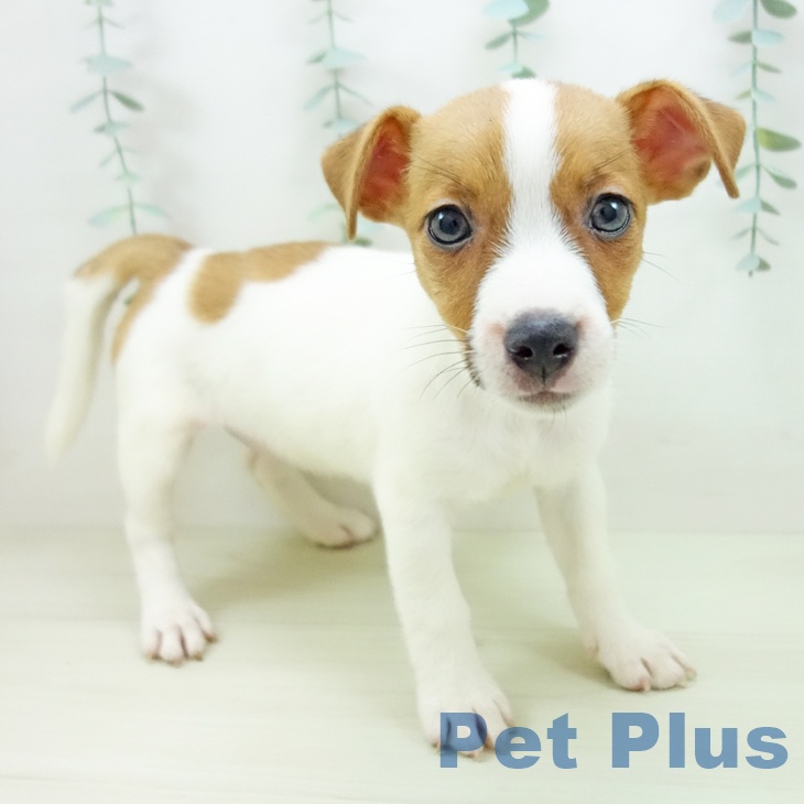 埼玉県のジャックラッセルテリア (ペットプラス ららぽーと新三郷店/2025年11月10日生まれ/女の子/ホワイトタン)の子犬の1枚目の画像