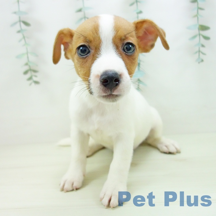 埼玉県のジャックラッセルテリア (ペットプラス ららぽーと新三郷店/2025年11月10日生まれ/女の子/ホワイトタン)の子犬の2枚目の画像