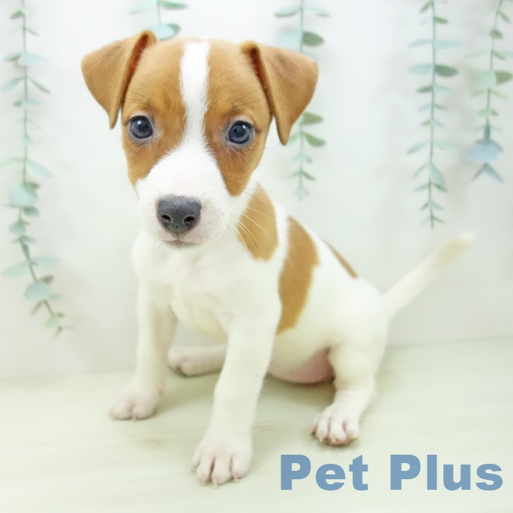 埼玉県のジャックラッセルテリア (ペットプラス 羽生店/2025年11月10日生まれ/女の子/ホワイトタン)の子犬の1枚目の画像