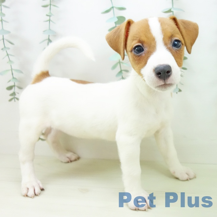 埼玉県のジャックラッセルテリア (ペットプラス 羽生店/2025年11月10日生まれ/女の子/ホワイトタン)の子犬の2枚目の画像