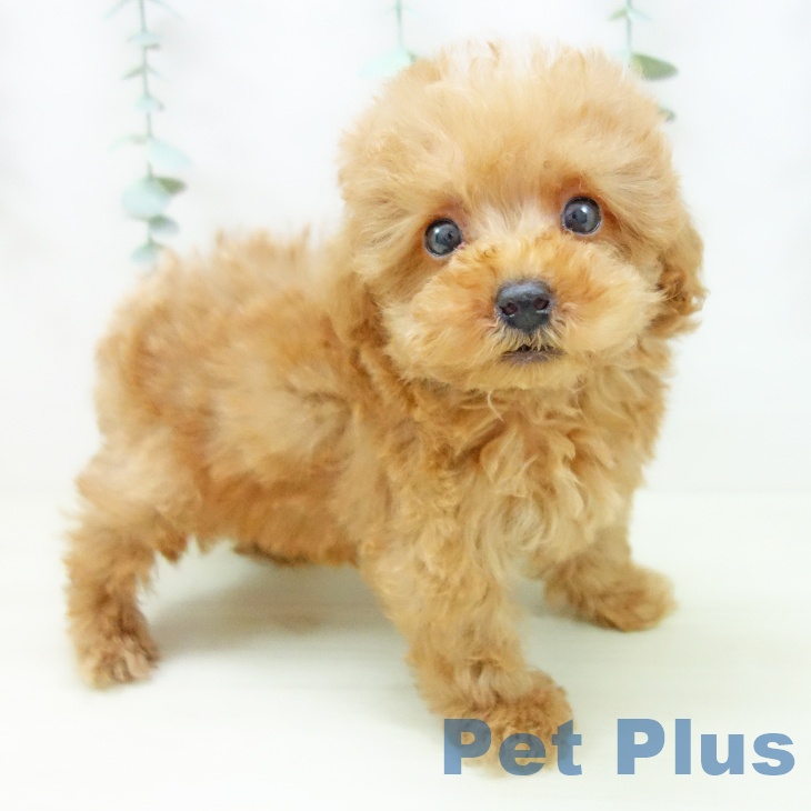 岐阜県のトイプードル(トイ) (ペットプラス 各務原店/2025年11月2日生まれ/男の子/オレンジフォーン)の子犬の1枚目の画像