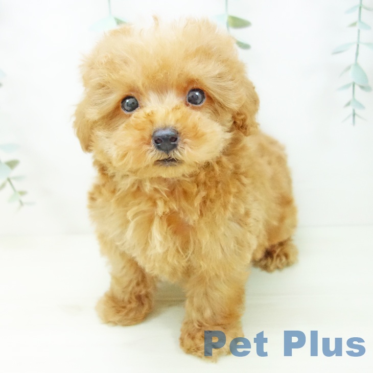 岐阜県のトイプードル(トイ) (ペットプラス 各務原店/2025年11月2日生まれ/男の子/オレンジフォーン)の子犬の2枚目の画像