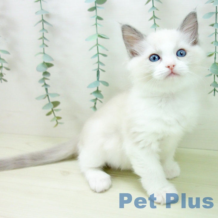 岐阜県のラグドール (ペットプラス 各務原店/2025年11月11日生まれ/女の子/ブルーポイントバイカラー)の子猫の2枚目の画像