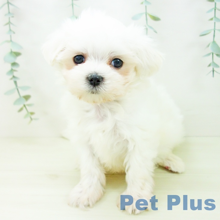 岐阜県のマルチーズ (ペットプラス 各務原店/2025年11月12日生まれ/男の子/ホワイト)の子犬の2枚目の画像