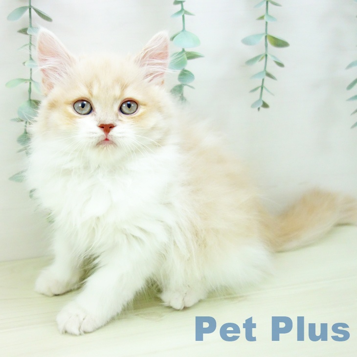 愛知県のスコティッシュフォールド (ペットプラス 豊田店/2025年11月1日生まれ/男の子/クリームタビーホワイト)の子猫の2枚目の画像