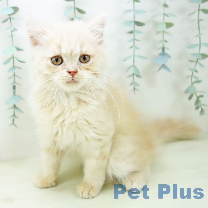 愛知県のスコティッシュフォールド (ペットプラス 千音寺店/2025年11月1日生まれ/男の子/クリームタビー)の子猫の1枚目の画像
