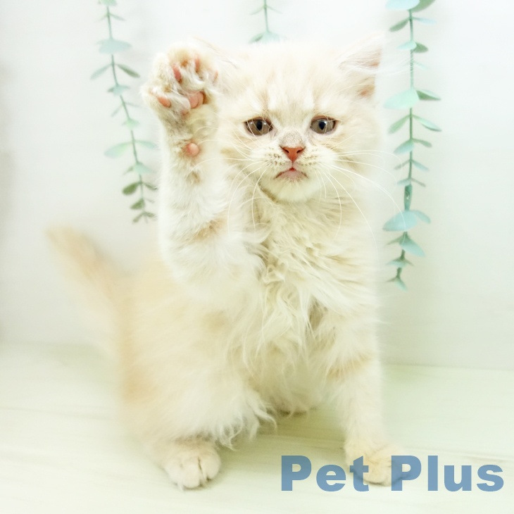 愛知県のスコティッシュフォールド (ペットプラス 千音寺店/2025年11月1日生まれ/男の子/クリームタビー)の子猫の2枚目の画像