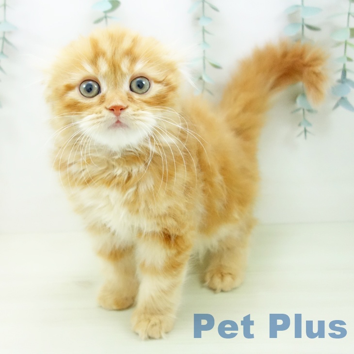 愛知県のスコティッシュフォールド (ペットプラス 三好店/2025年11月10日生まれ/男の子/レッドタビー)の子猫の1枚目の画像