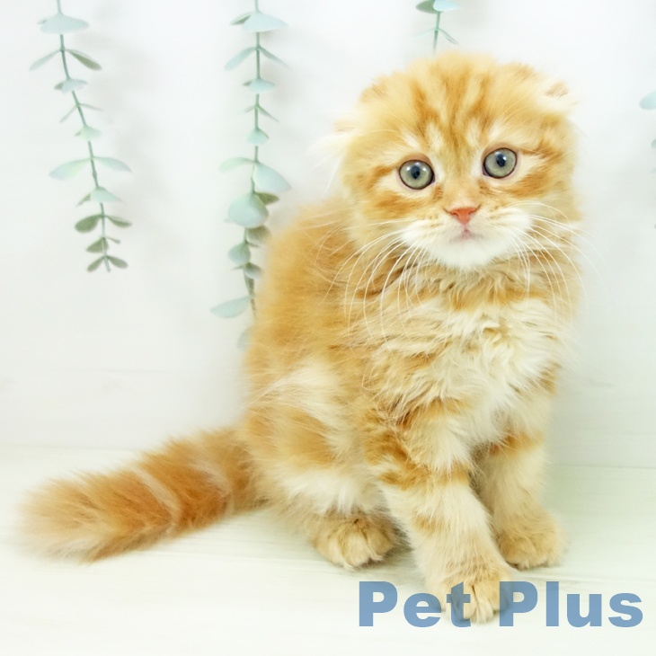 愛知県のスコティッシュフォールド (ペットプラス 三好店/2025年11月10日生まれ/男の子/レッドタビー)の子猫の2枚目の画像