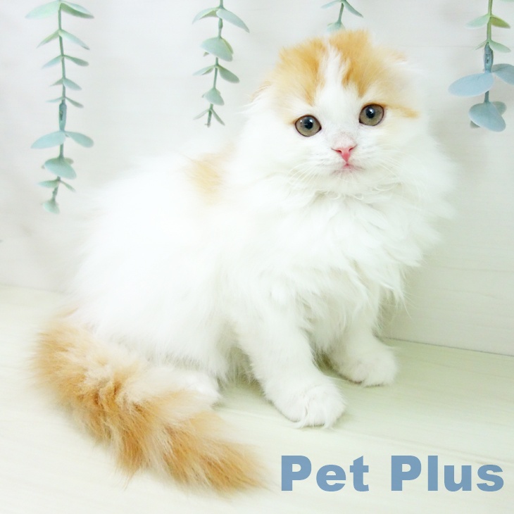 愛知県のスコティッシュフォールド (ペットプラス 岡崎店/2025年11月10日生まれ/女の子/レッドタビーホワイト)の子猫の1枚目の画像