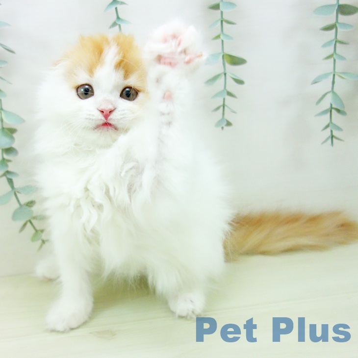 愛知県のスコティッシュフォールド (ペットプラス 岡崎店/2025年11月10日生まれ/女の子/レッドタビーホワイト)の子猫の2枚目の画像