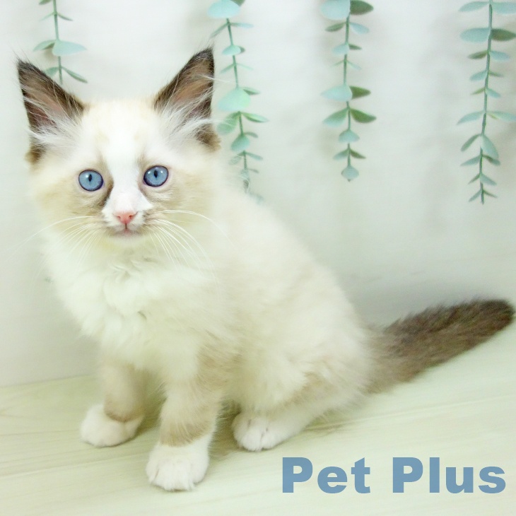 愛知県のラグドール (ペットプラス 東浦店/2025年11月8日生まれ/男の子/シールポイントバイカラー)の子猫の1枚目の画像