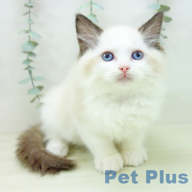愛知県のラグドール (ペットプラス 熱田店/2025年11月8日生まれ/男の子/シールポイントバイカラー)の子猫の1枚目の画像