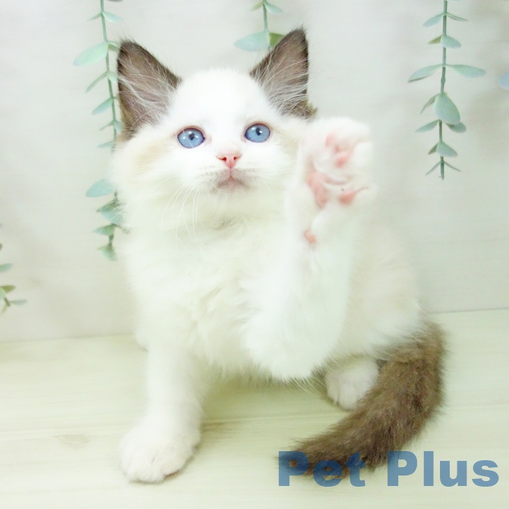 愛知県のラグドール (ペットプラス 熱田店/2025年11月8日生まれ/男の子/シールポイントバイカラー)の子猫の2枚目の画像