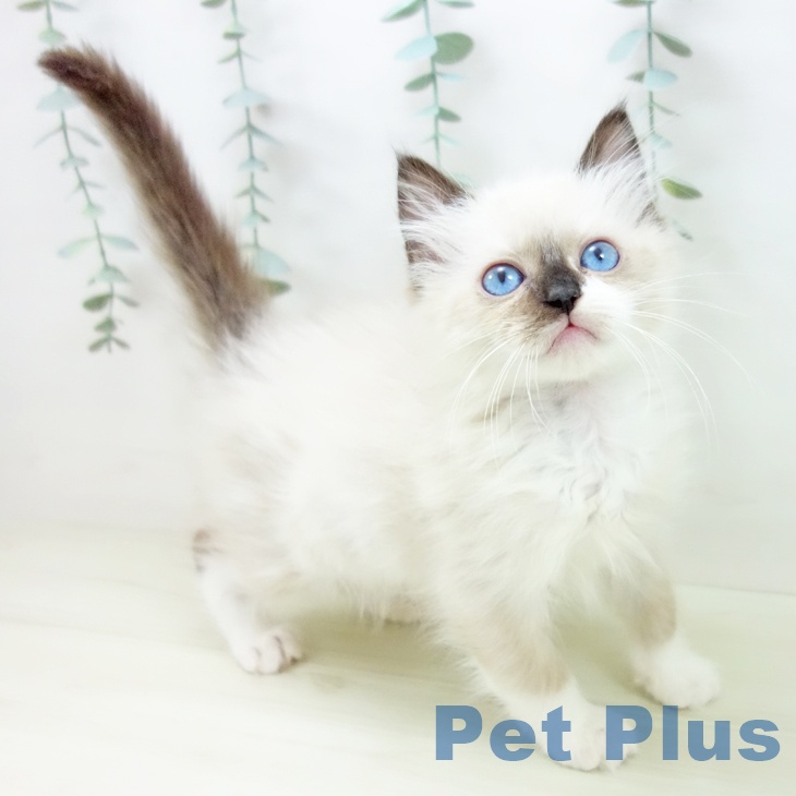 愛知県のラグドール (ペットプラス イオンモール豊川店/2025年11月10日生まれ/女の子/シールポイントミテッド)の子猫の1枚目の画像