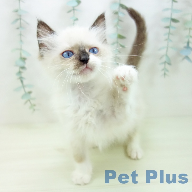 愛知県のラグドール (ペットプラス イオンモール豊川店/2025年11月10日生まれ/女の子/シールポイントミテッド)の子猫の2枚目の画像