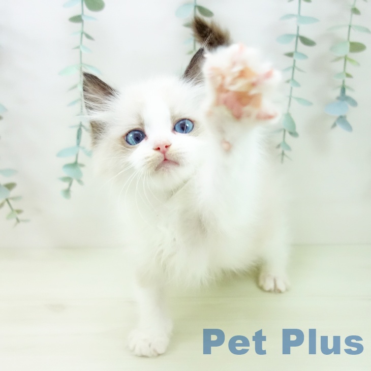 愛知県のラグドール (ペットプラス mozoワンダーシティ店/2025年11月10日生まれ/女の子/シールポイントバイカラー)の子猫の2枚目の画像