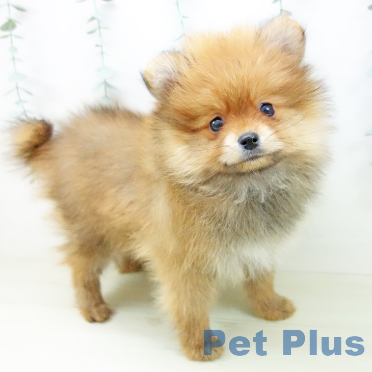 愛知県のポメラニアン (ペットプラス 千音寺店/2025年11月10日生まれ/女の子/オレンジ)の子犬の1枚目の画像
